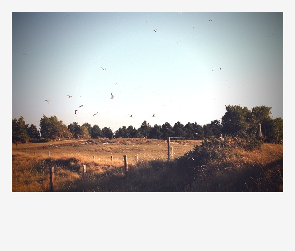 Invasion de mouettes