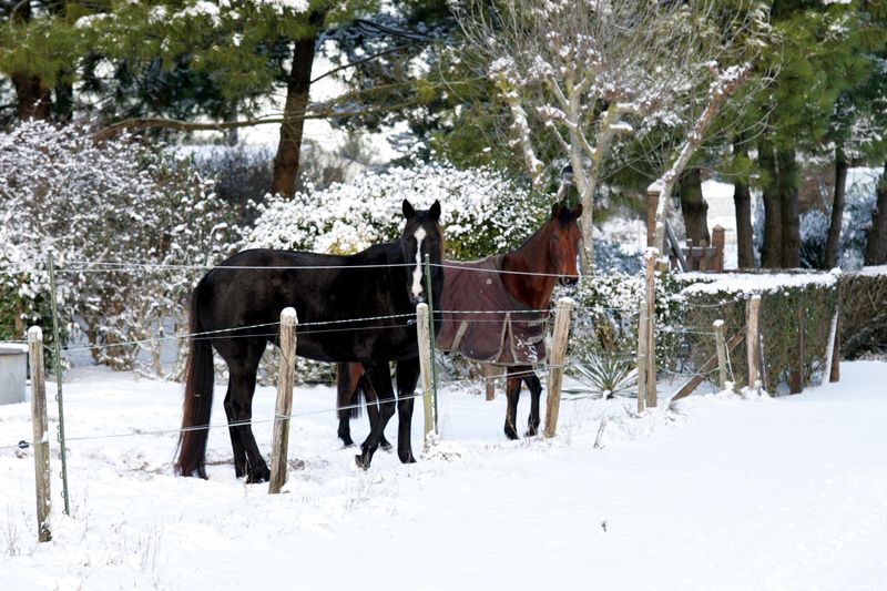 Les chevaux