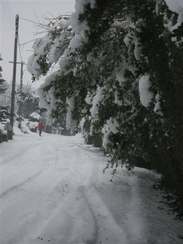 Les troènes sous la neige et skieur janvier 2010