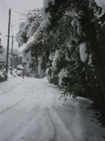 Les troènes sous la neige et skieur janvier 2010