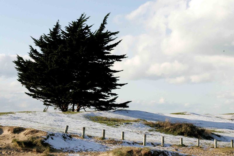 Notre arbre fétiche