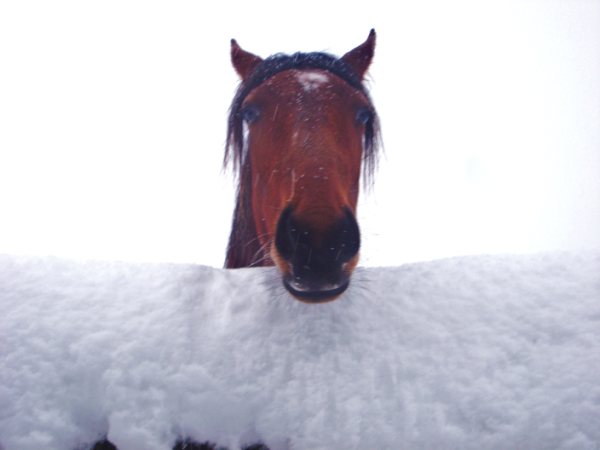 Raphaëlle, Agon-Coutainville sous la neige 0110